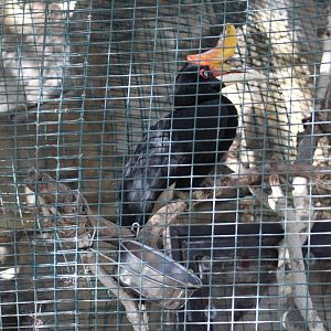Rhinoceros Hornbill