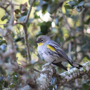 Yellow-Rumped Warbler