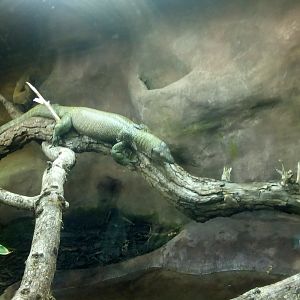 Mangrove Monitor