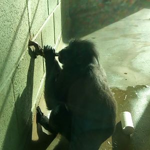 Crested Macaque Drinking