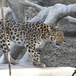 Amur Leopard