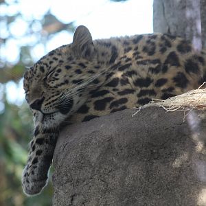 Amur Leopard