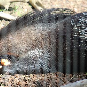 Indian Crested Porcupine