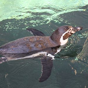 Humboldt Penguin