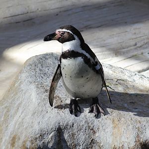 "Jenny" the Penguin