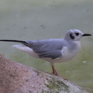 Bonaparte's Gull