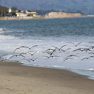 Black Skimmers