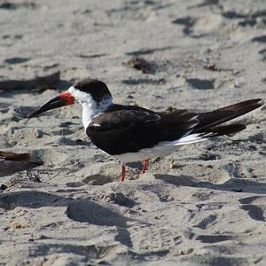 Black Skimmer