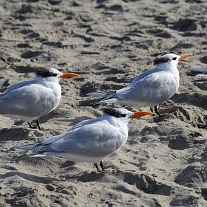 Royal Terns
