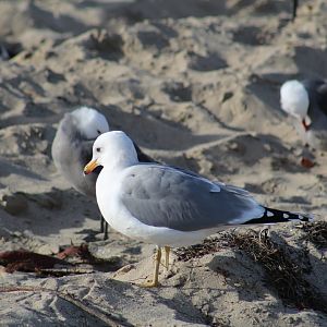 Ring-Billed Gull