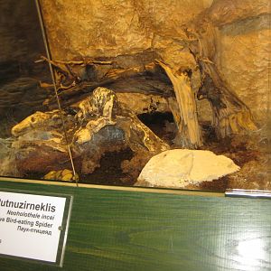 Riga Zoo - Tropical house - Insectarium exhibit #12