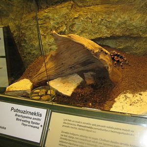 Riga Zoo - Tropical house - Insectarium exhibit #13