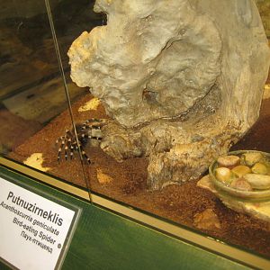 Riga Zoo - Tropical house - Insectarium exhibit #14