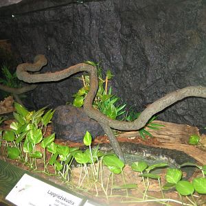 Riga Zoo - Tropical house - Insectarium exhibit #15