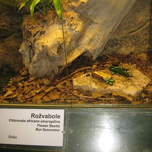 Riga Zoo - Tropical house - Insectarium exhibit #16