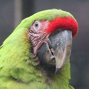 Military Macaw Parrot