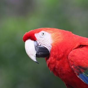 Scarlet macaw