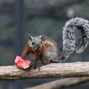 Variegated squirrel