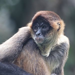 Geoffroy's spider monkey
