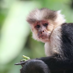 White-headed capuchin