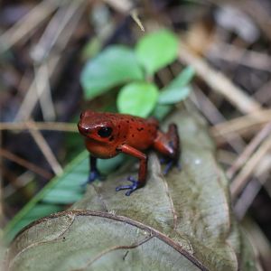 Strawberry poison-dart frog