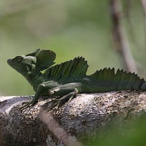 Plumed basilisk