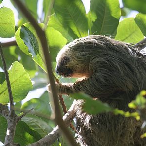 Two-toed sloth