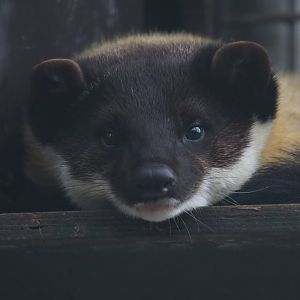 Yellow-throated marten