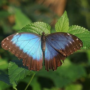 Blue morpho