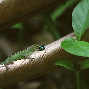 Leopard anole