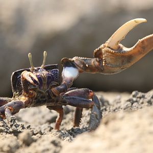 Fiddler crab