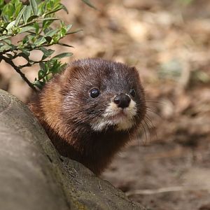 European mink