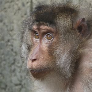 Southern pig-tailed macaque