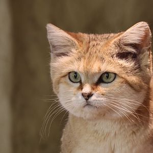 Sand cat