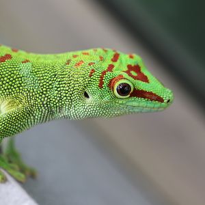 Madagascar giant day gecko