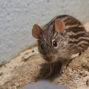 Striped Grass Mouse