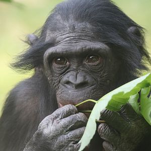 Bonobo