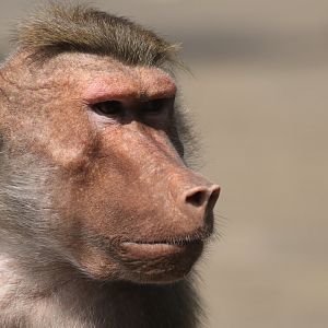 Hamadryas baboon