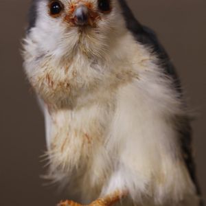 African pygmy-falcon (Polihierax semitorquatus)