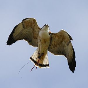 Red-backed hawk (Geranoaetus polyosoma)