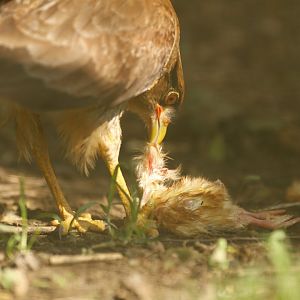 Chimango (Milvago chimango)