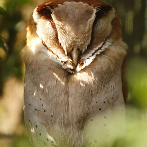 Oriental Bay Owl (Phodilus badius)