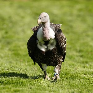 Rueppell's griffon vulture (Gyps rueppelli rueppelli)