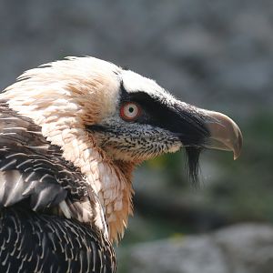 Bearded vulture