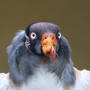 King vulture