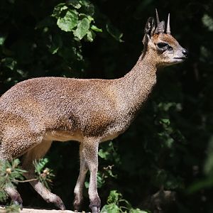 Klipspringer