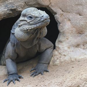 Rhinoceros iguana
