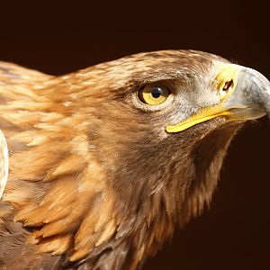 Golden eagle (Aquila chrysaetos)