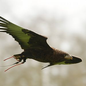 Bateleur eagle (Terathopius ecaudatus)