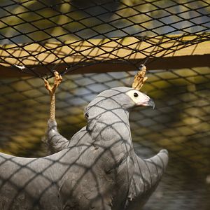 Gymnogene (Polyboroides typus)